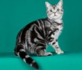 AMERICAN SHORTHAIR